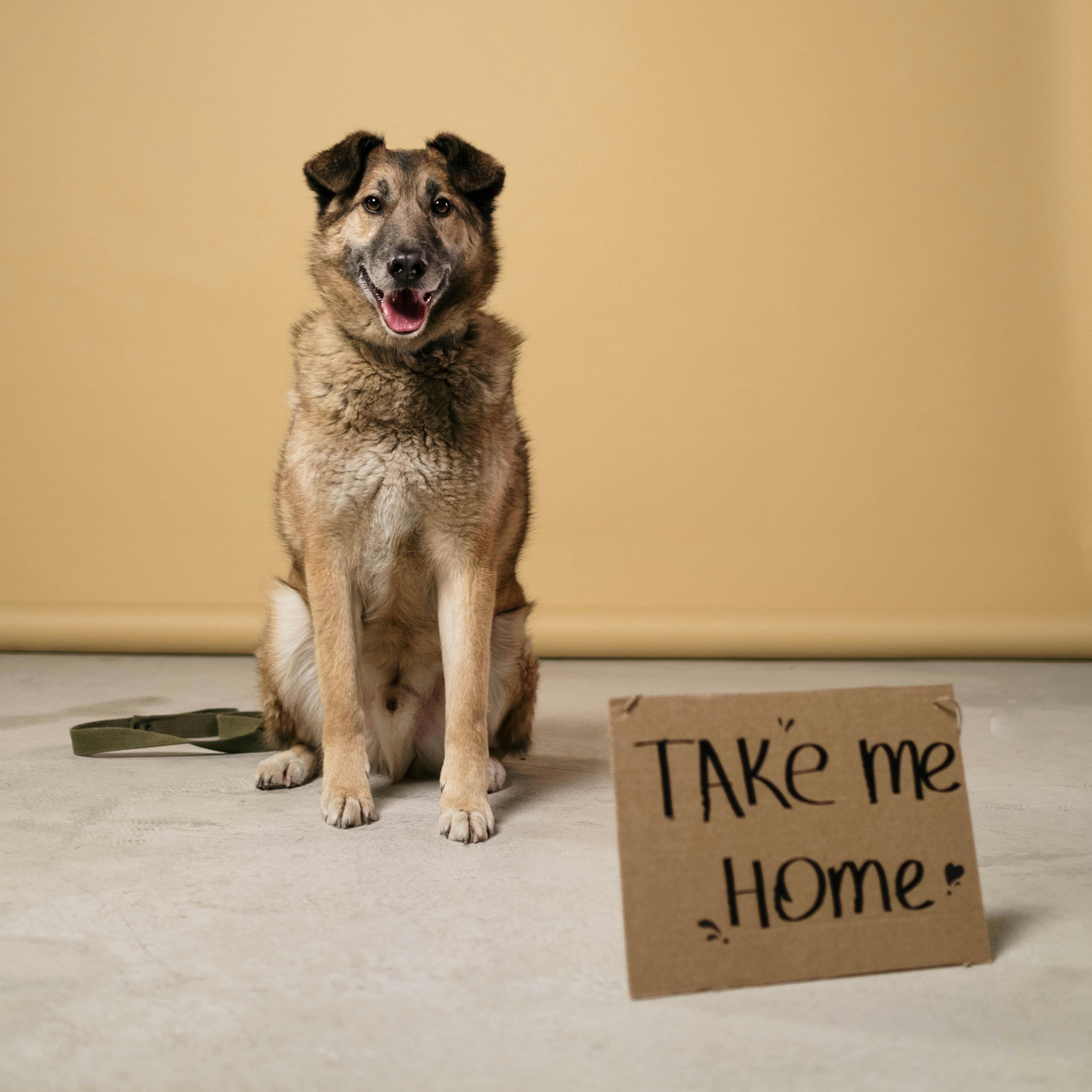 dog with a "take me home" sign