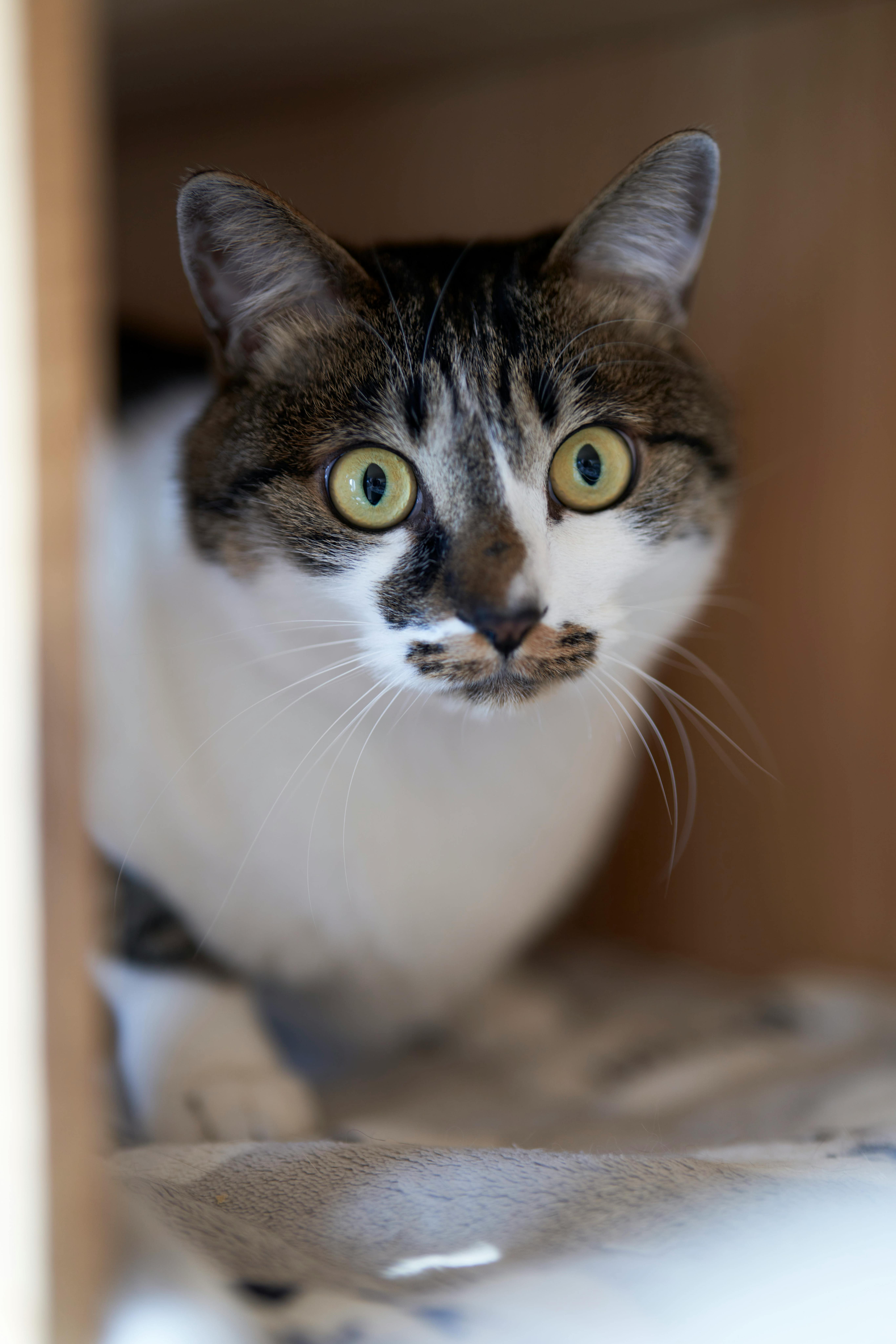 White and brown calico cat