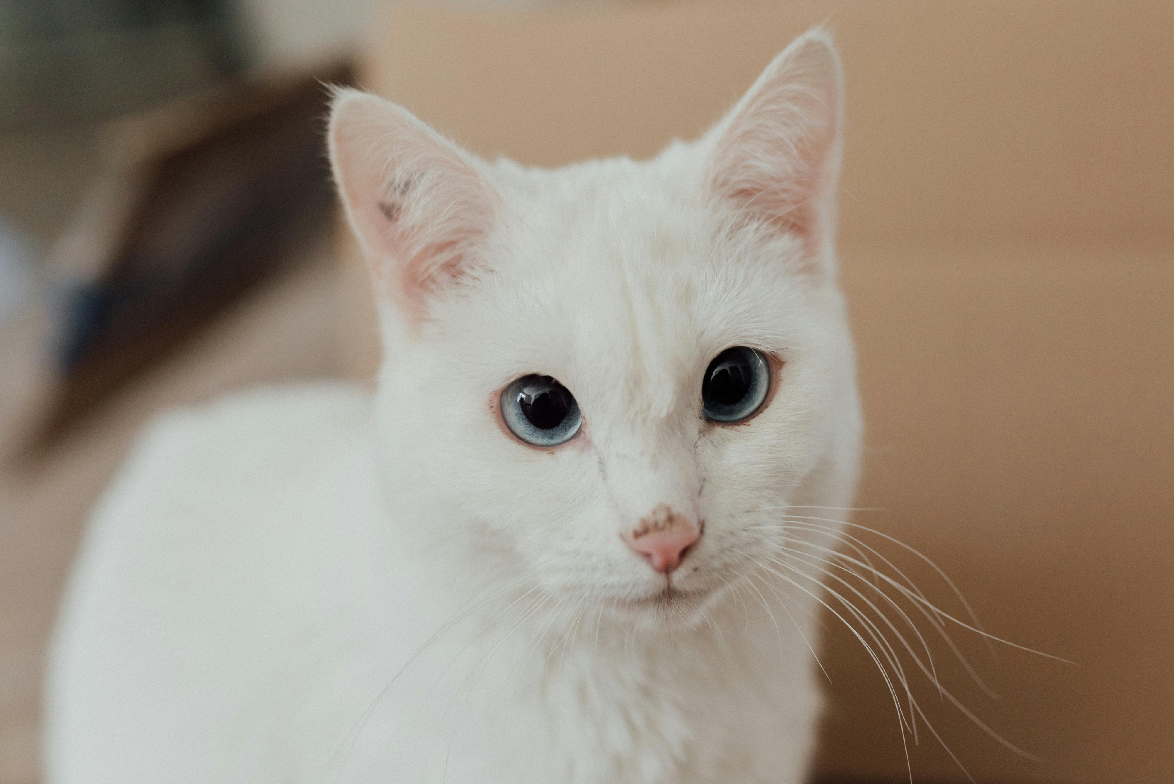 white cat