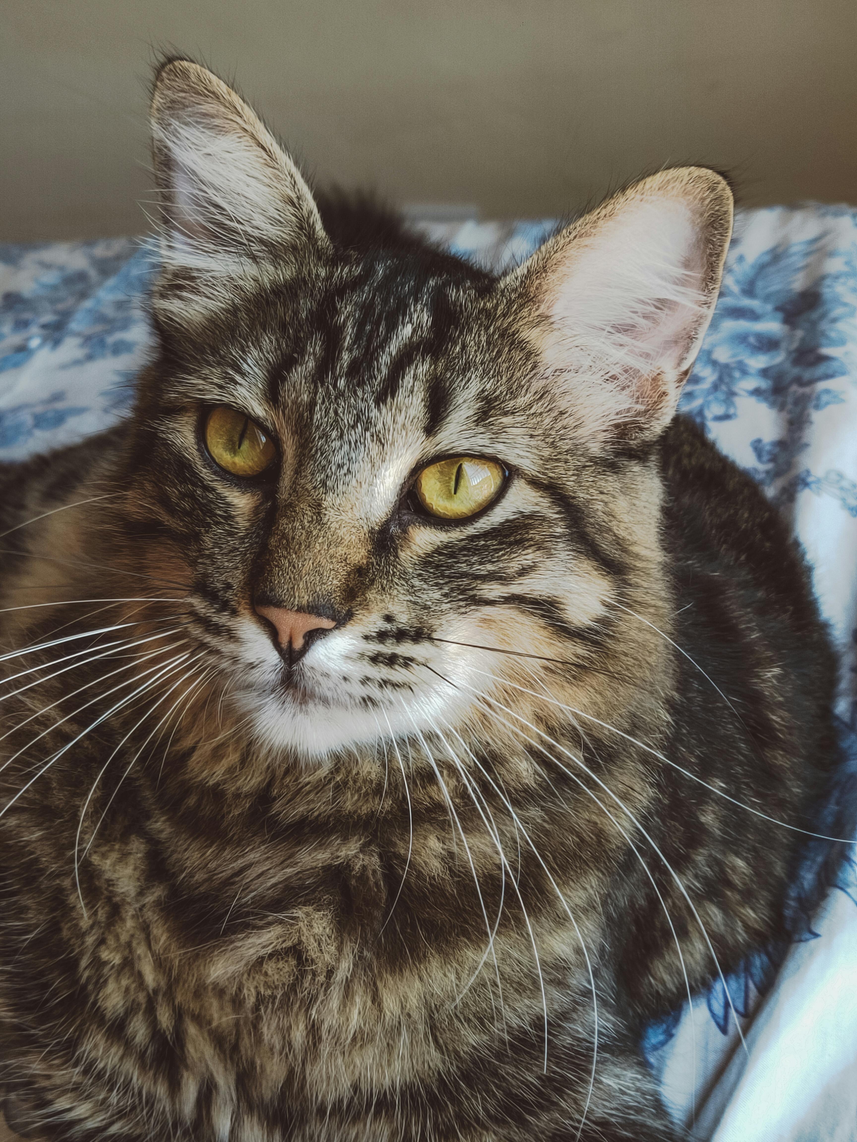 gray tabby cat
