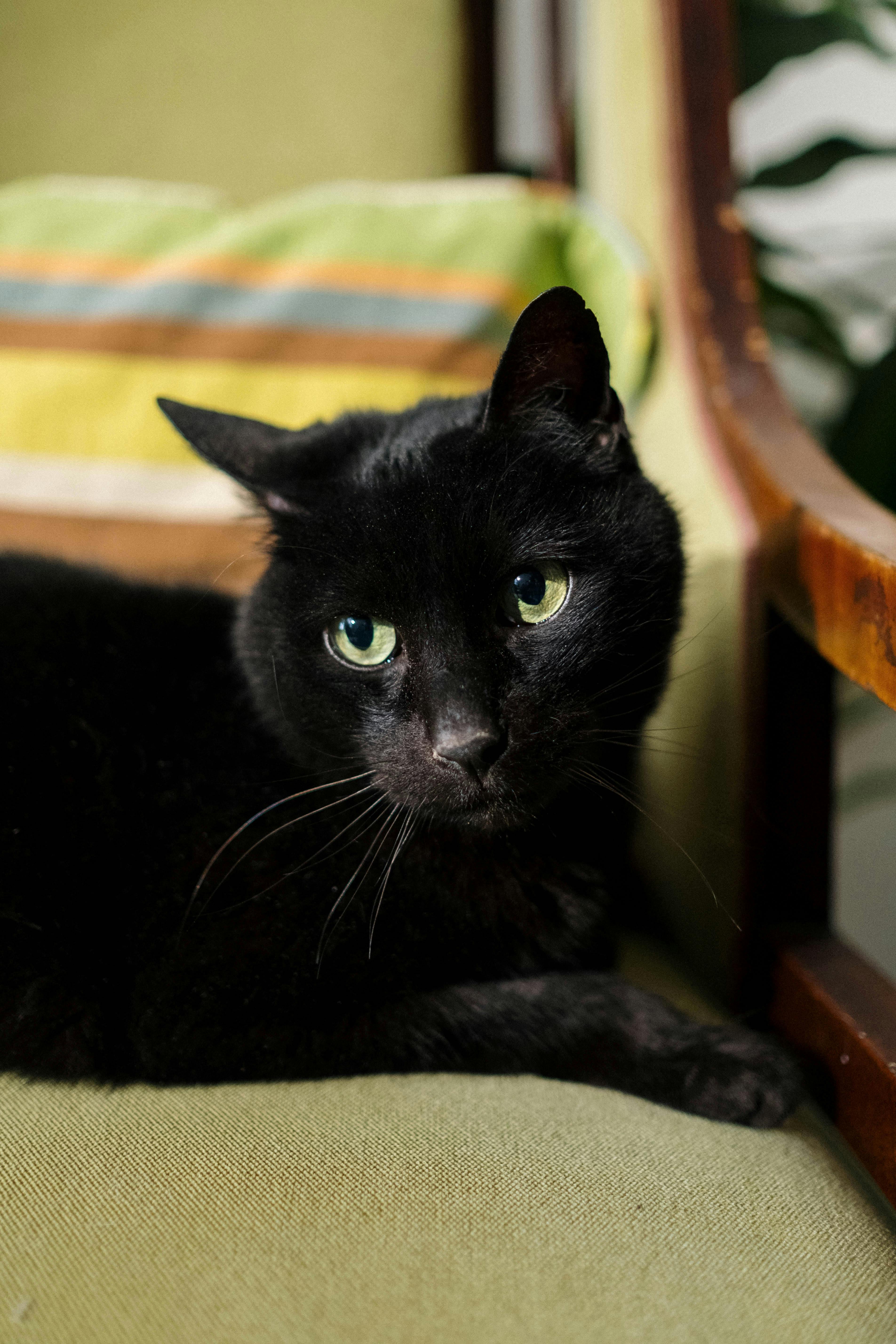 black cat