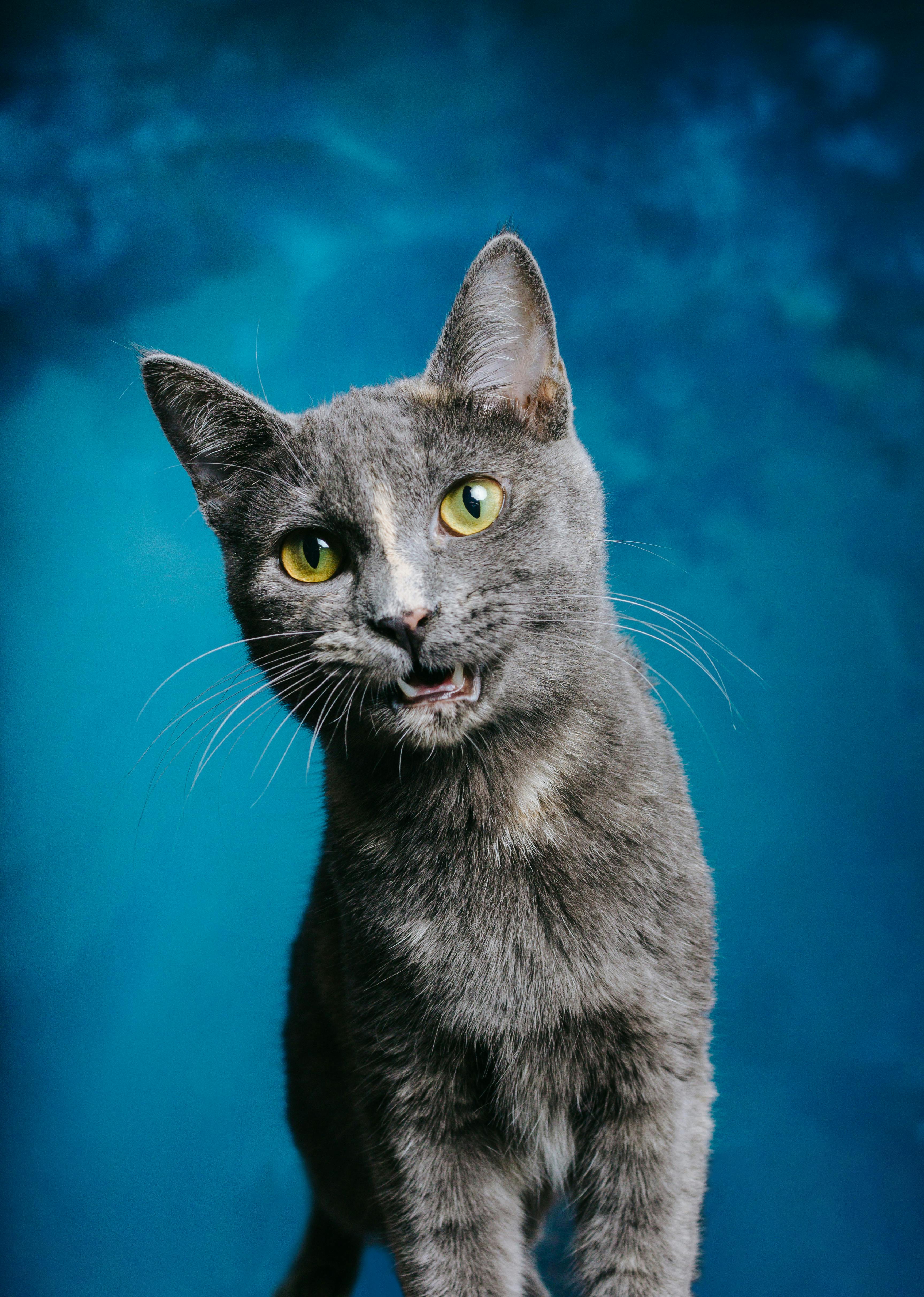 gray cat