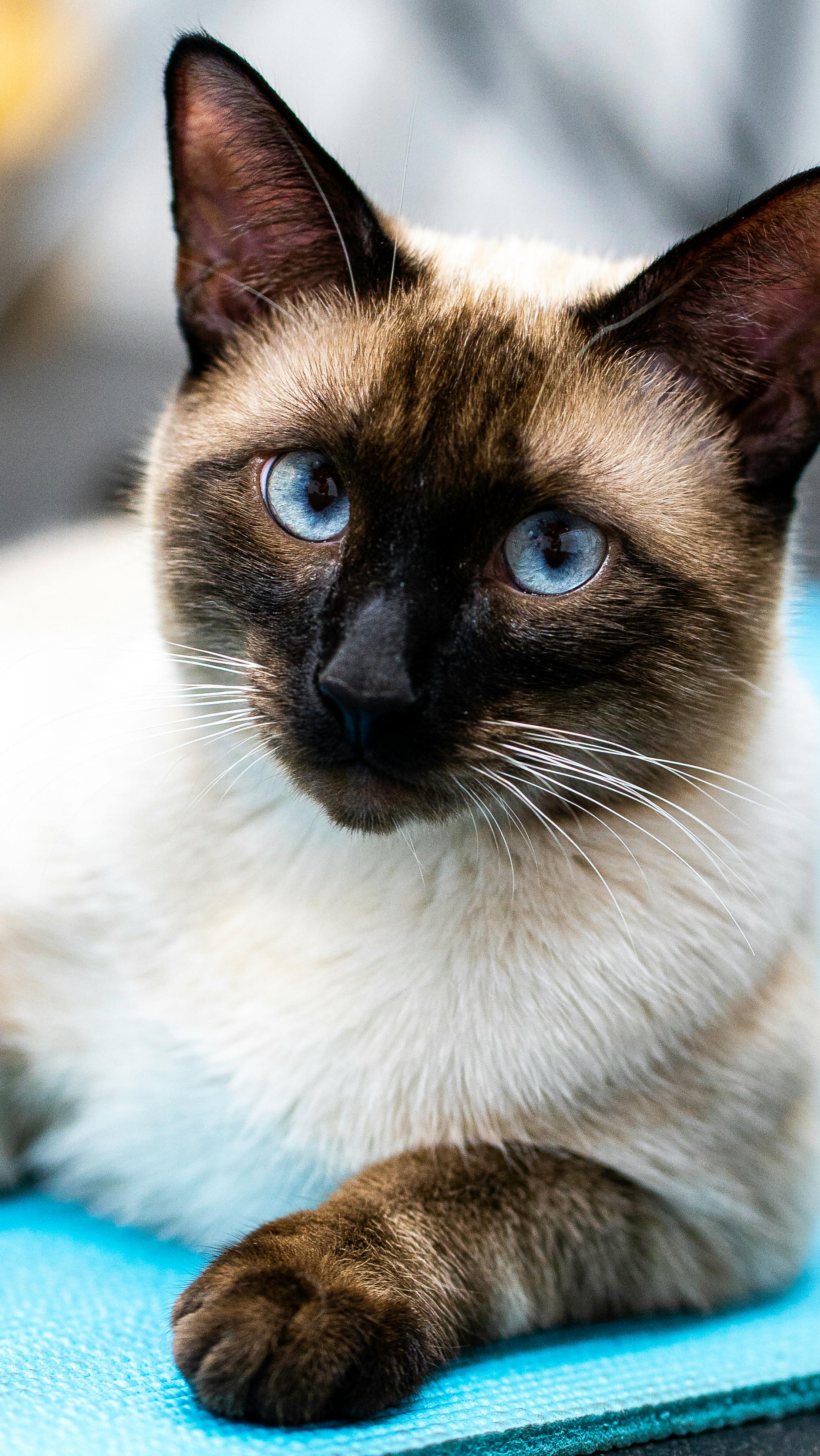 siamese cat