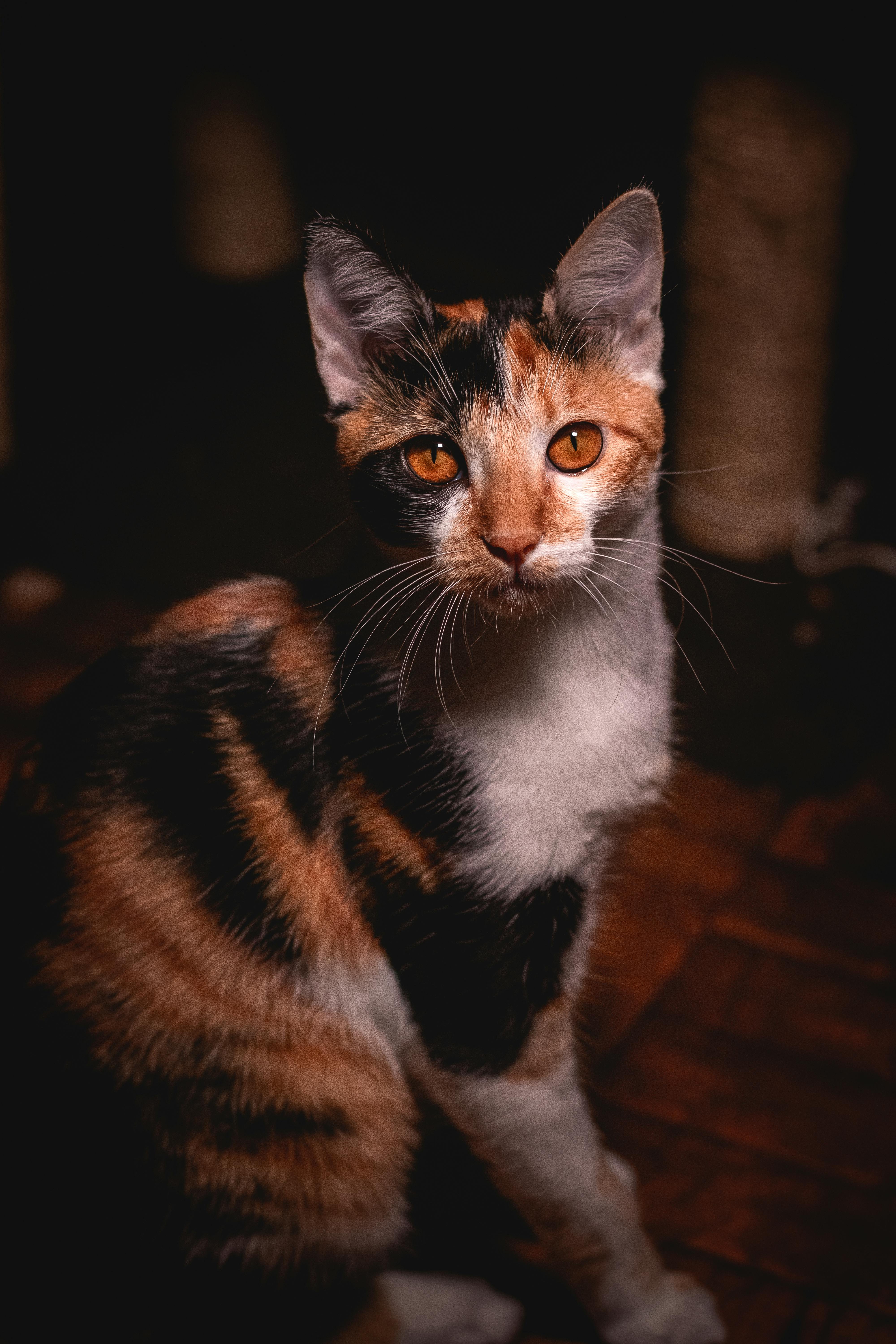 orange white black calico cat