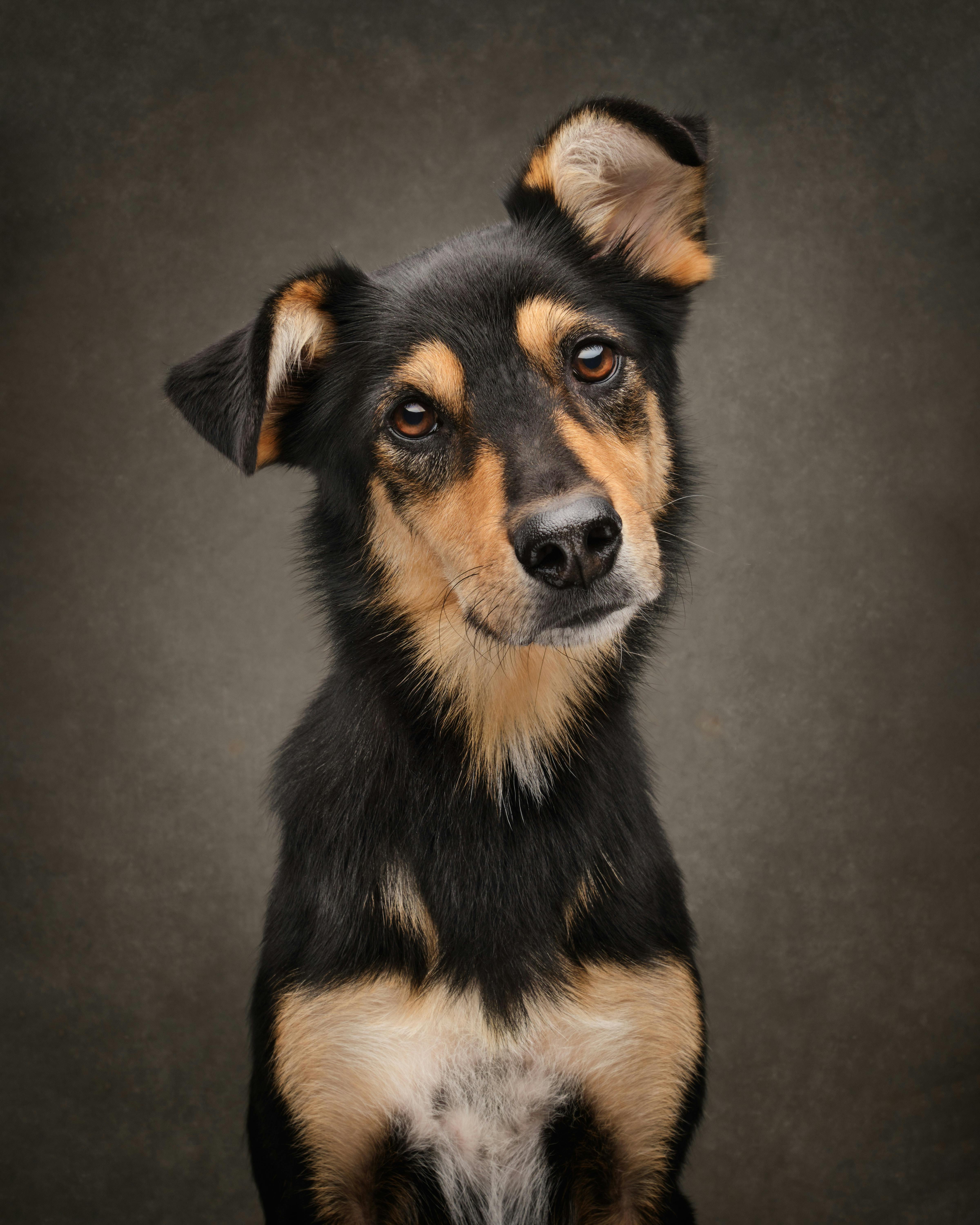 Black and Brown Collie Aussie dog