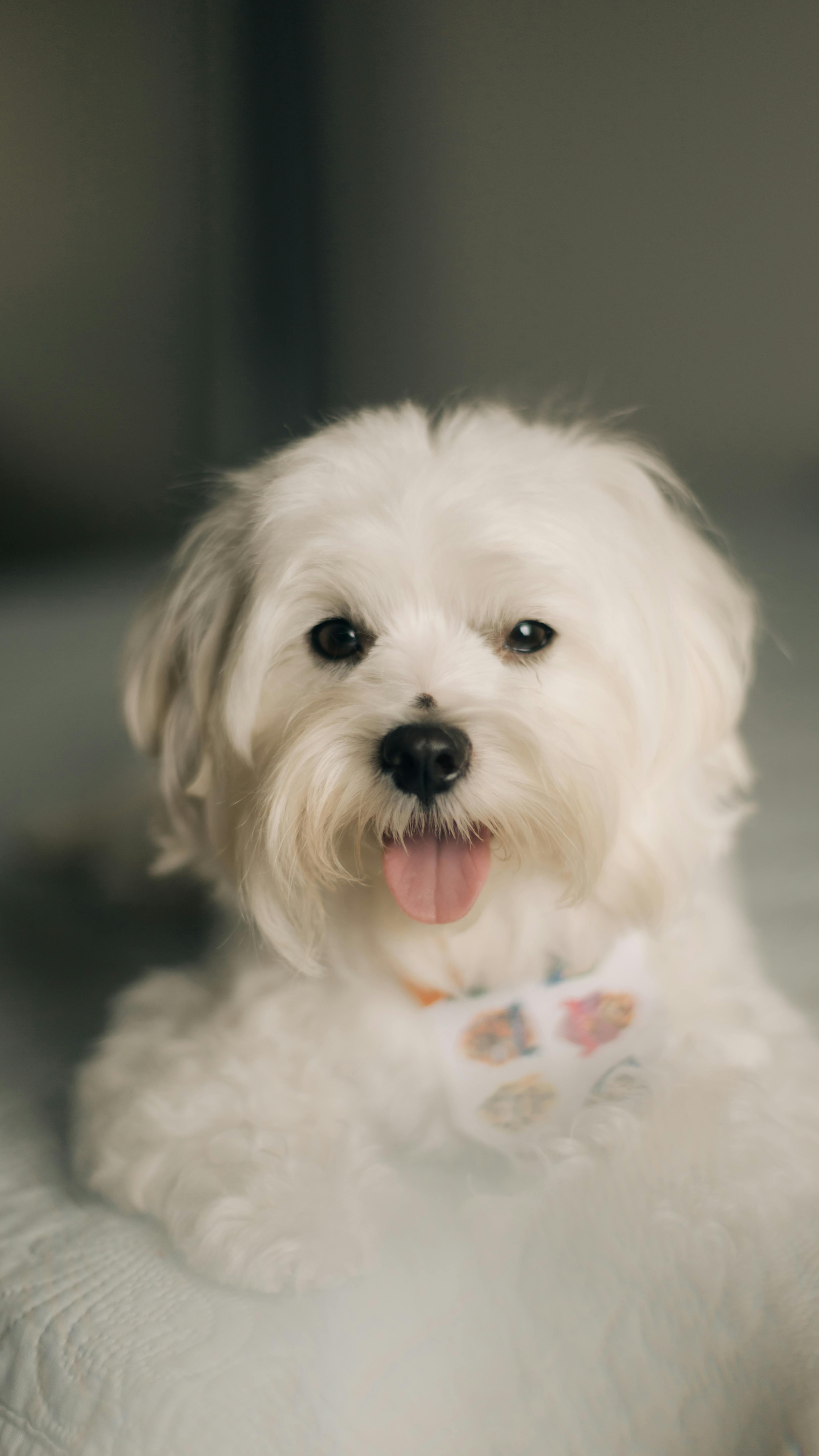 White Maltese dog