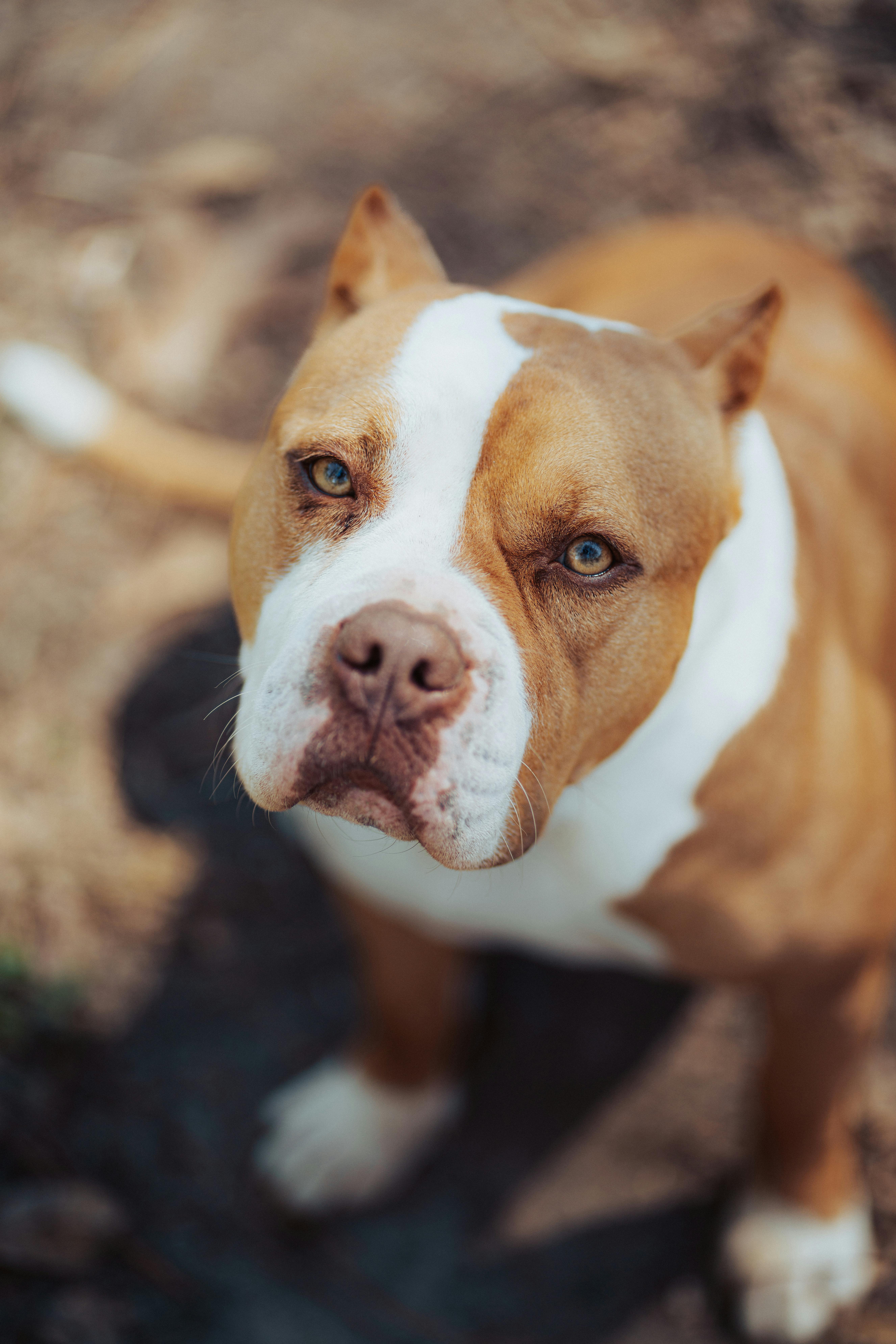 brown and white American Bully dog