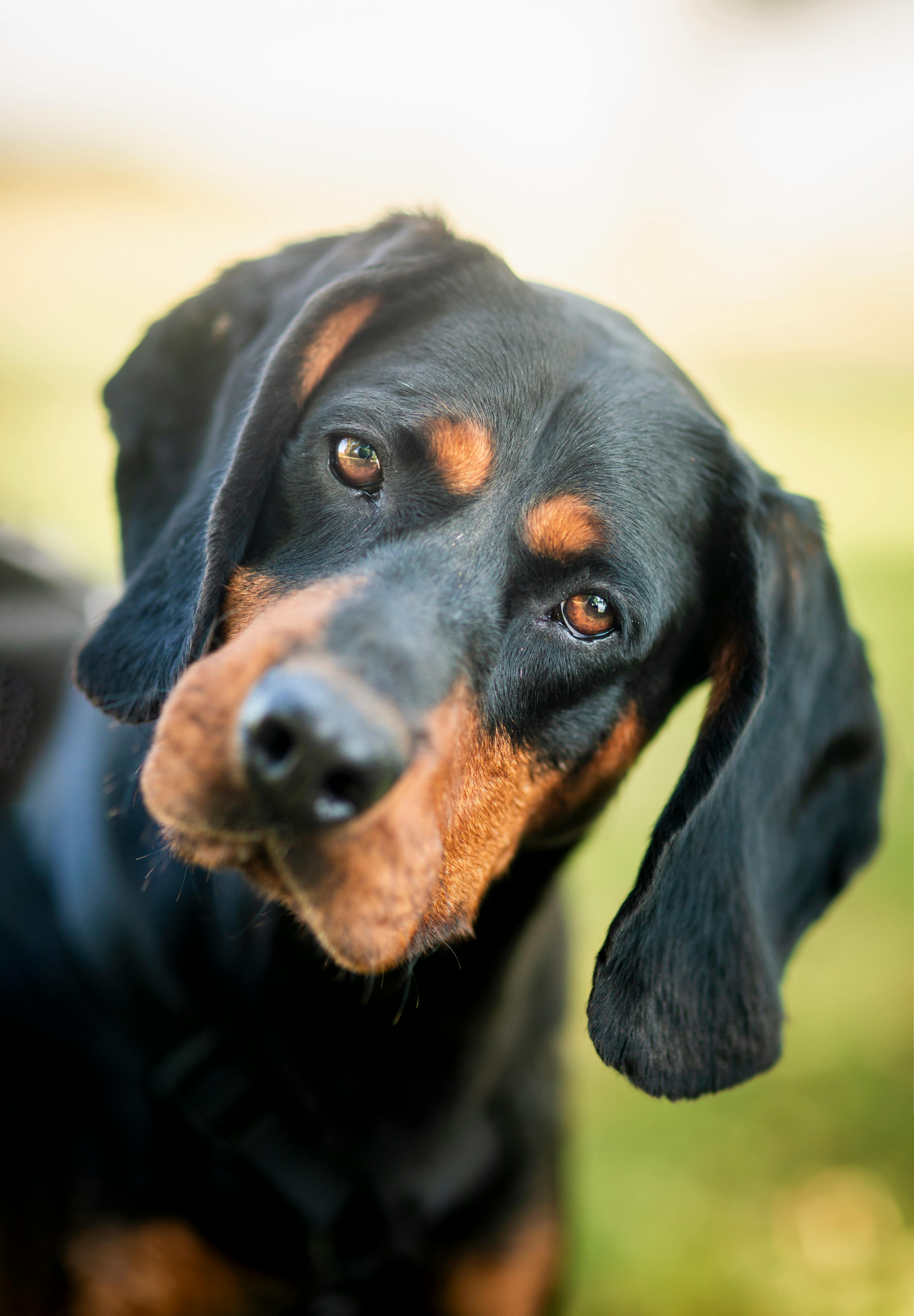 Black and Tan Coonhound dog