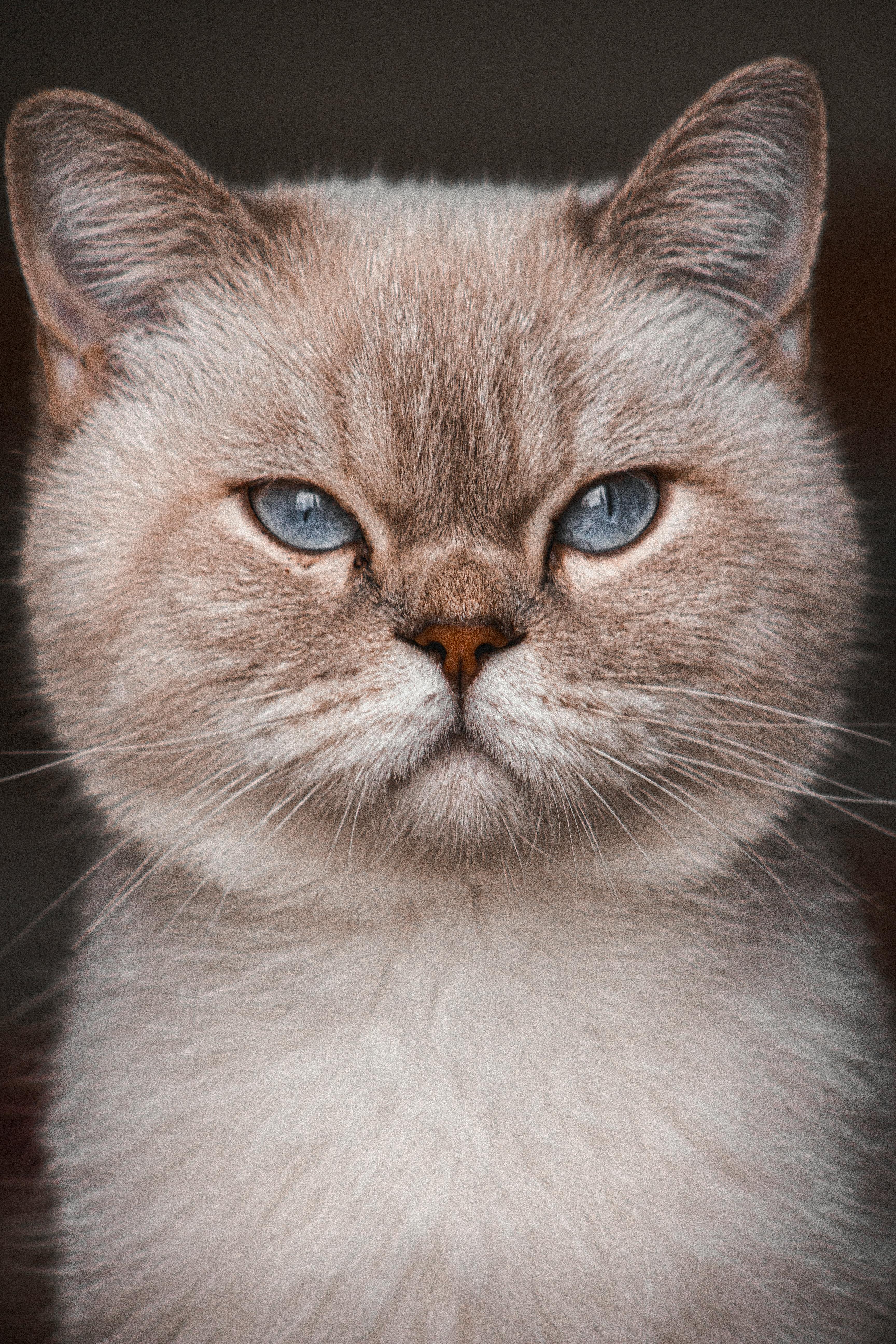 Grey British Shorthair cat