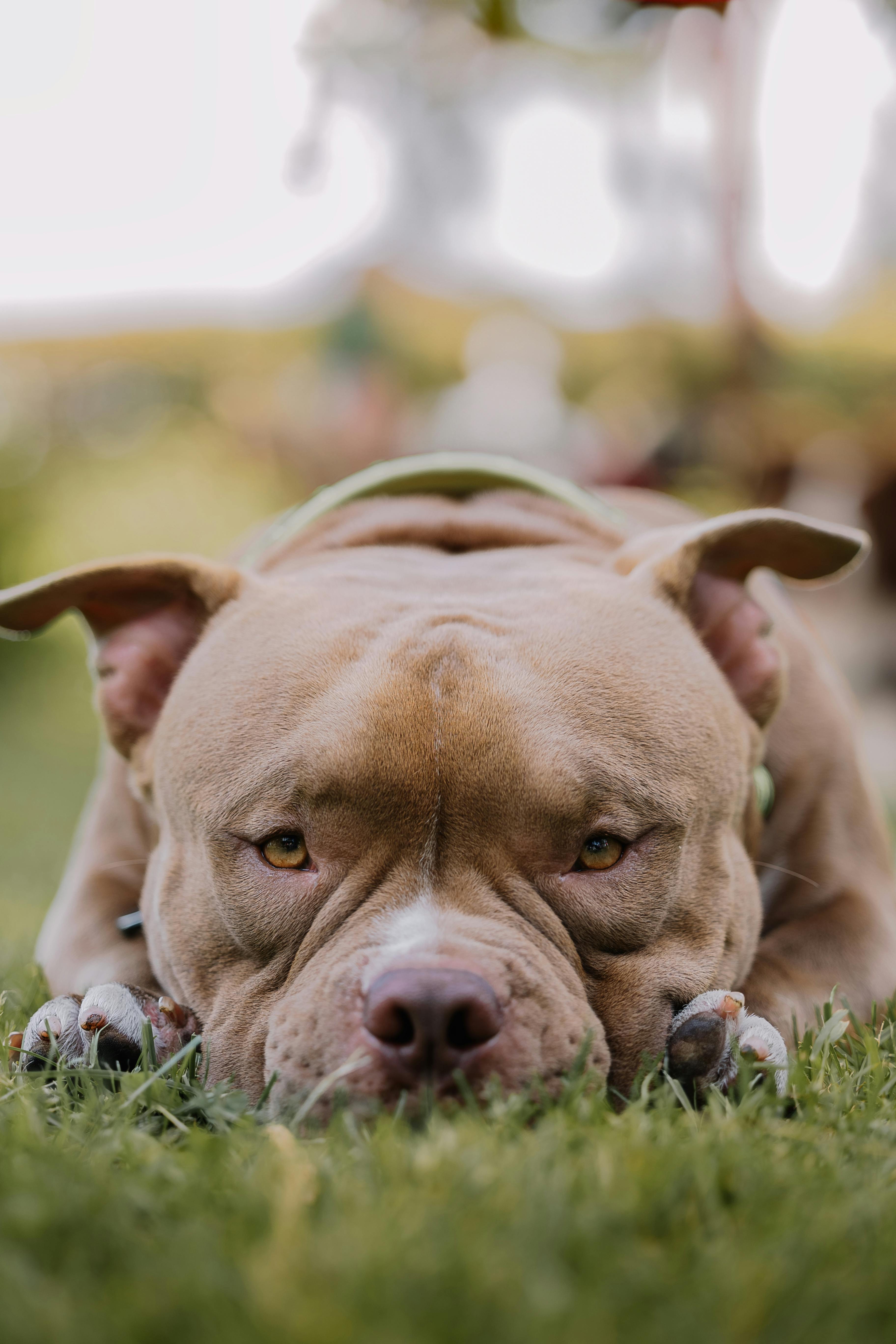 Brown American Bully dog
