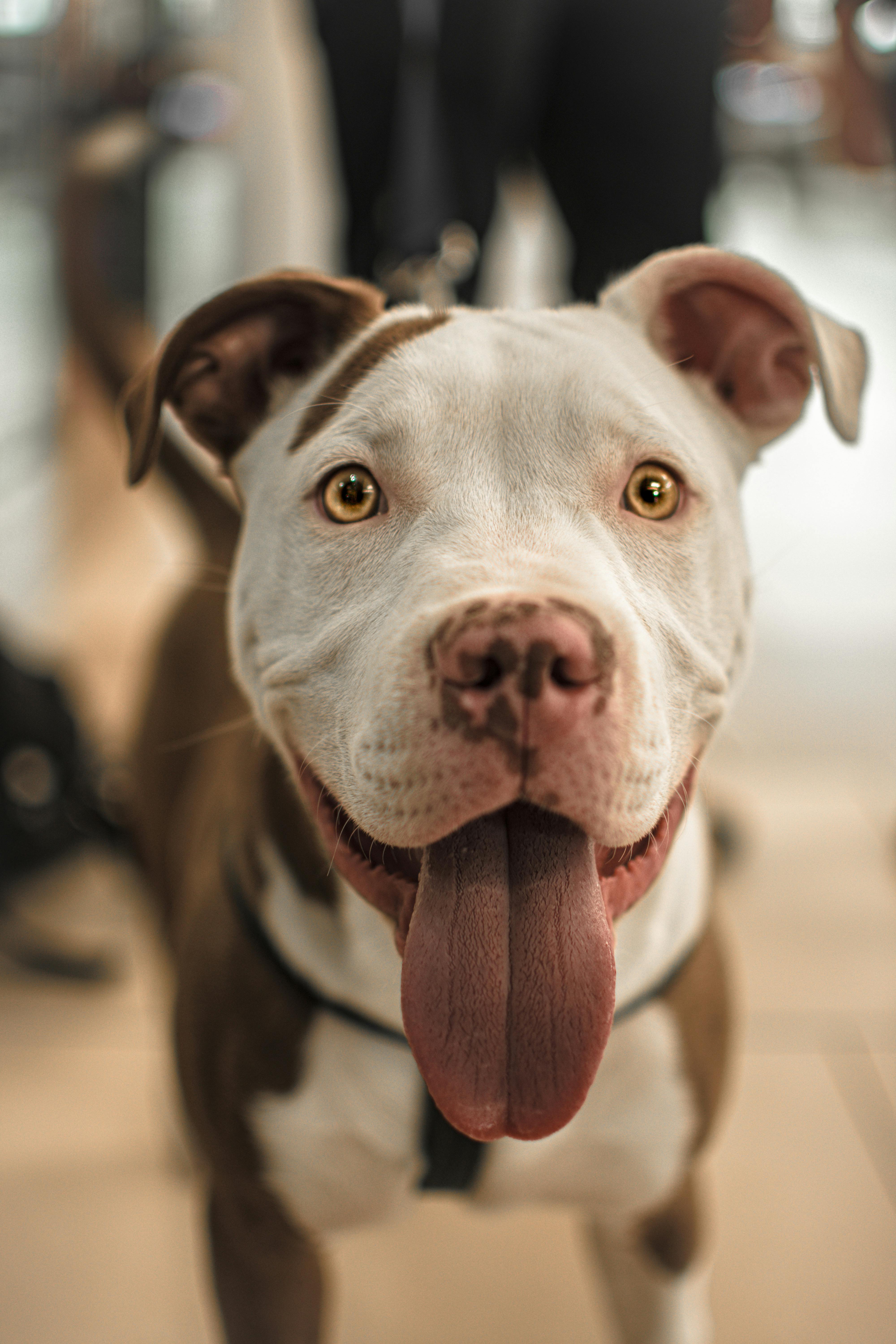 white and brown pitbull