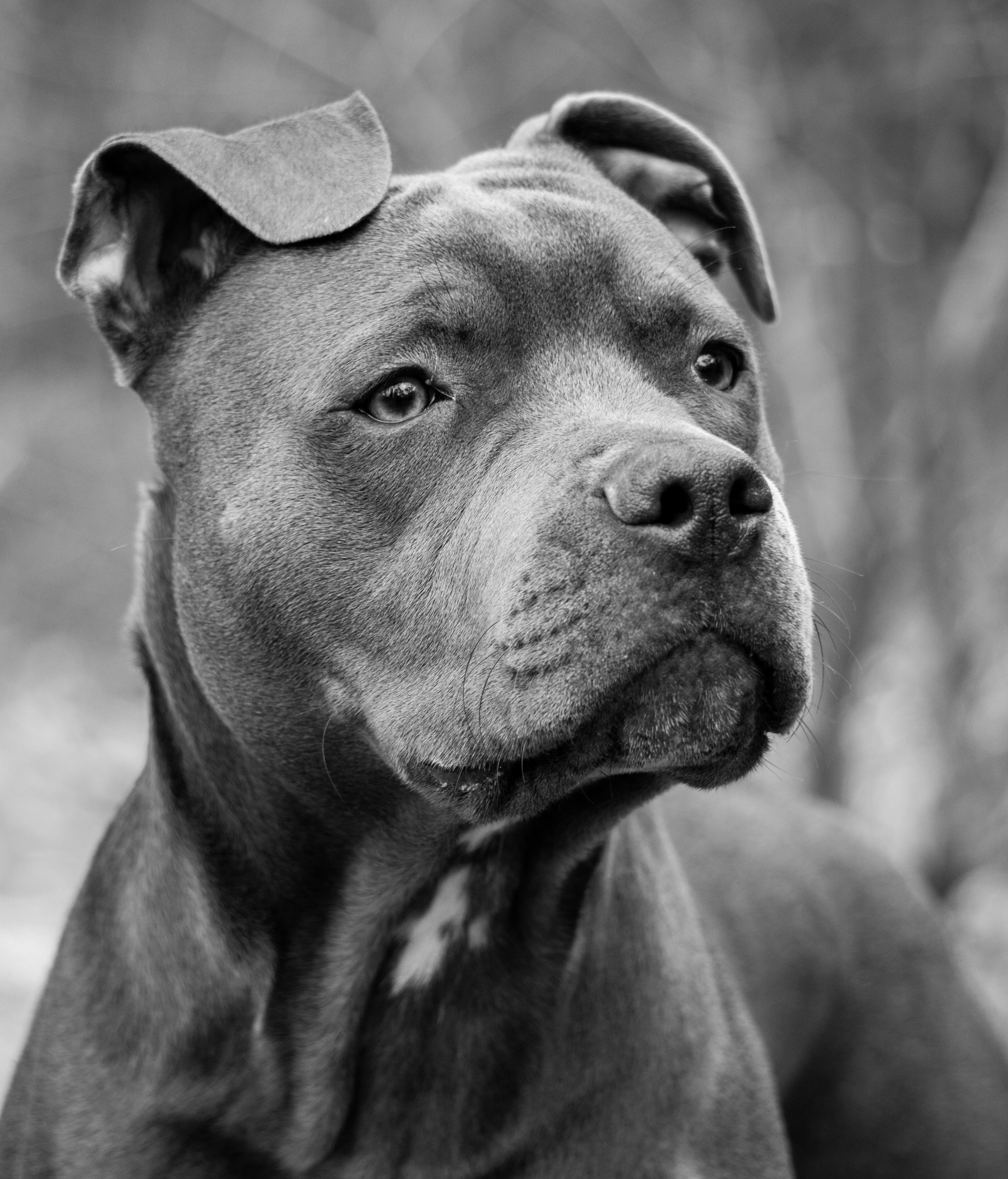 gray pitbull