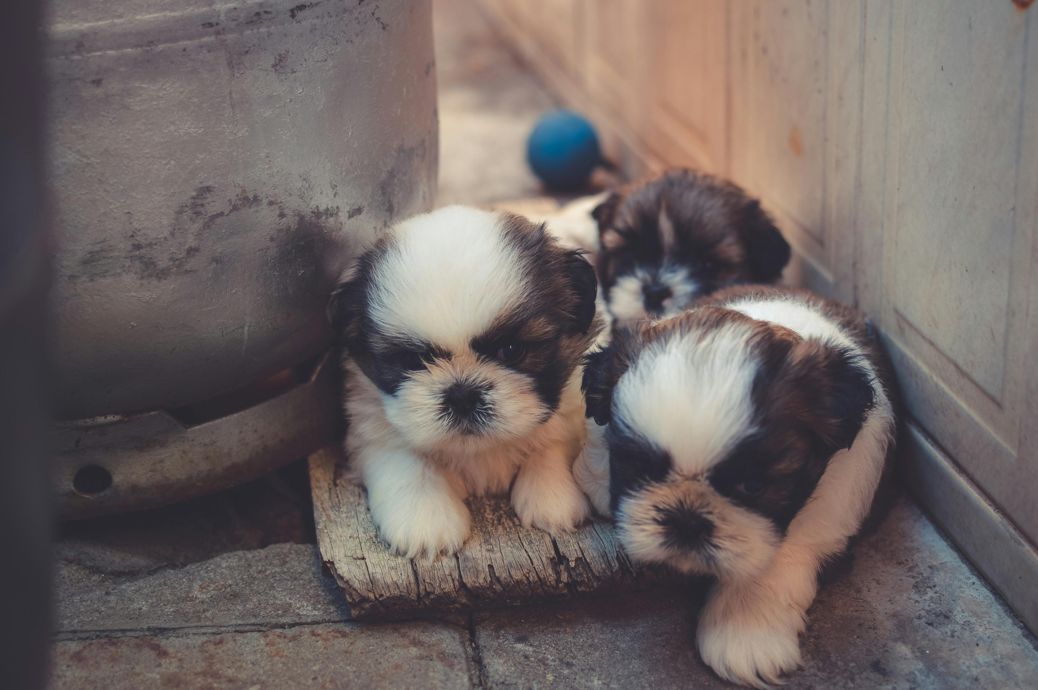 white and brown puppies